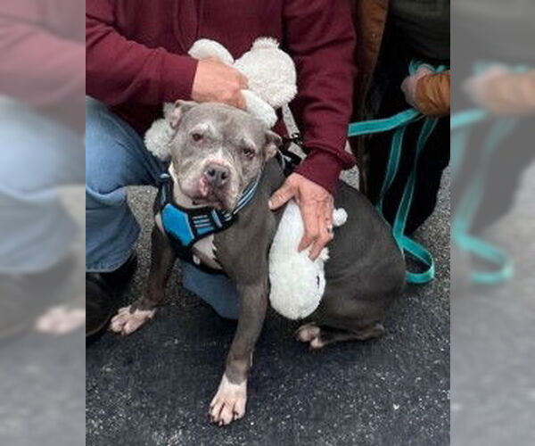 Medium Photo #11 Mutt Puppy For Sale in Sheboygan, WI, USA