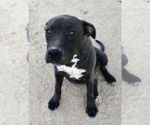 Labrador Retriever-Staffordshire Bull Terrier Mix Dogs for adoption in Apple Valley, CA, USA