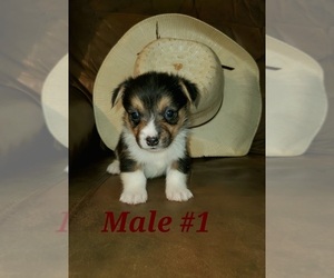 Pembroke Welsh Corgi Puppy for sale in RICHLAND, MO, USA