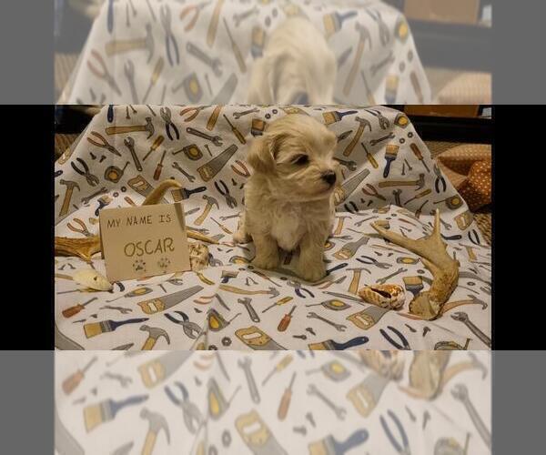 Medium Photo #36 Maltipoo (Miniature) Puppy For Sale in BROOKFIELD, MO, USA