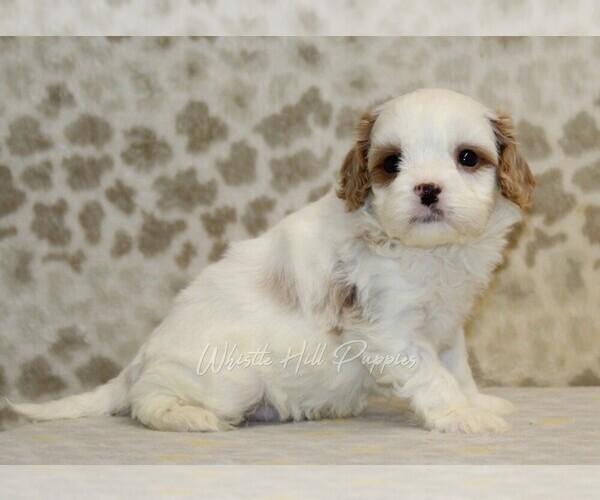 Medium Photo #4 Cavapoo Puppy For Sale in DENVER, PA, USA
