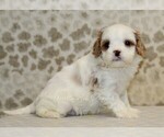 Small #3 Cavapoo