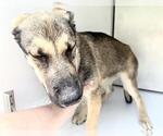 Small #1 German Shepherd Dog Mix