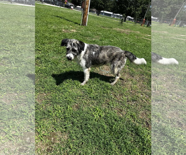 Medium Photo #5 Aussiedoodle Puppy For Sale in Corning, AR, USA