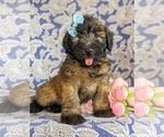 Small #1 Soft Coated Wheaten Terrier
