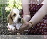 Puppy Sophy Basset Hound