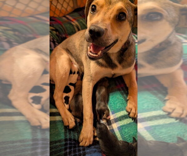 Medium Photo #1 Labrador Retriever-Unknown Mix Puppy For Sale in Aurora, IN, USA