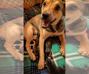 Labrador Retriever-Unknown Mix Dogs for adoption in Aurora, IN, USA