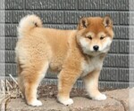 Small Photo #3 Shiba Inu Puppy For Sale in FREDERICKSBURG, OH, USA