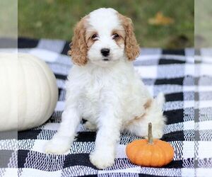Cockapoo Puppy for sale in RONKS, PA, USA
