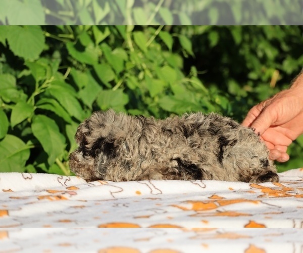 Medium Photo #31 Poodle (Toy) Puppy For Sale in DYERSBURG, TN, USA