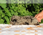 Small #30 Poodle (Toy)