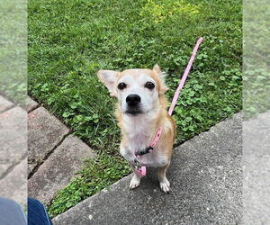 Chihuahua-Unknown Mix Dogs for adoption in Virginia Beach, VA, USA
