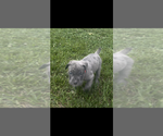 Puppy Puppy 5 Cane Corso