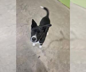 Mutt Dogs for adoption in Elmsford, NY, USA