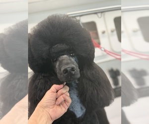 Poodle (Standard) Puppy for sale in OKEECHOBEE, FL, USA