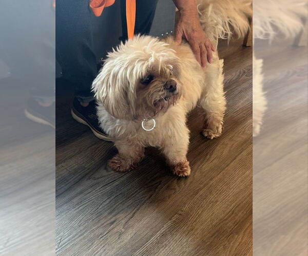 Medium Photo #2 Shih Tzu-Unknown Mix Puppy For Sale in Fairfax, VA, USA