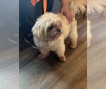 Small #1 Shih Tzu Mix