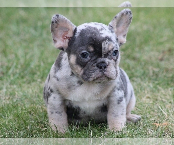 Medium Photo #1 French Bulldog Puppy For Sale in SILVER SPRING, MD, USA
