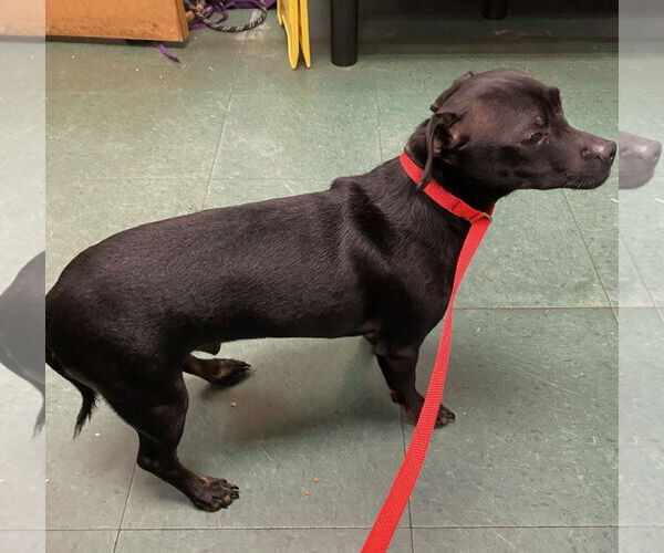 Medium Photo #12 Chihuahua-Unknown Mix Puppy For Sale in Garner, NC, USA