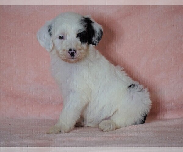 Medium Photo #1 Poodle (Standard)-Shepadoodle Mix Puppy For Sale in FREDERICKSBG, OH, USA