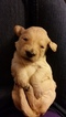 Small Photo #1 Goldendoodle Puppy For Sale in LIBERTY, SC, USA