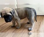 Small #19 Mastiff