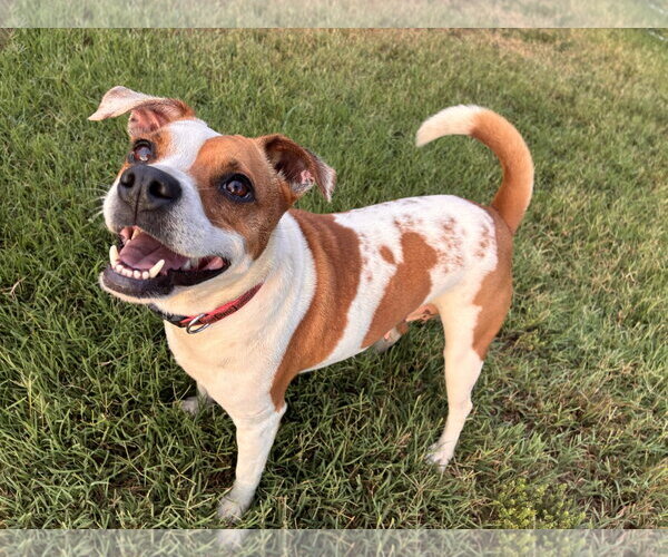 Medium Photo #4 Jack Russell Terrier-Unknown Mix Puppy For Sale in Pacolet, SC, USA