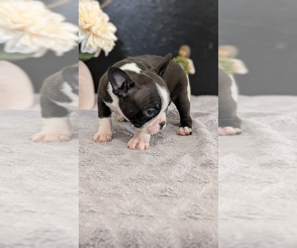 Medium Photo #34 Boston Terrier Puppy For Sale in GOSHEN, IN, USA