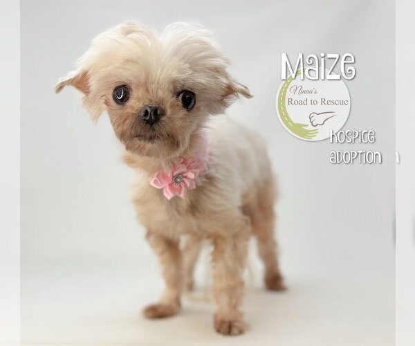 Medium Photo #3 Maltese Puppy For Sale in Benton, LA, USA