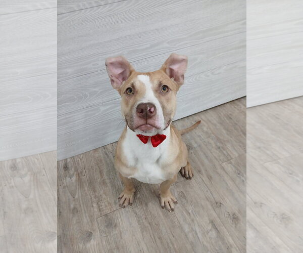 Medium Photo #17 Mutt Puppy For Sale in Murfreesboro, NC, USA