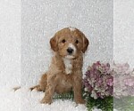 Small Photo #1 Goldendoodle (Miniature) Puppy For Sale in STANLEY, WI, USA