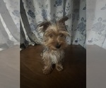 Small #15 Yorkshire Terrier