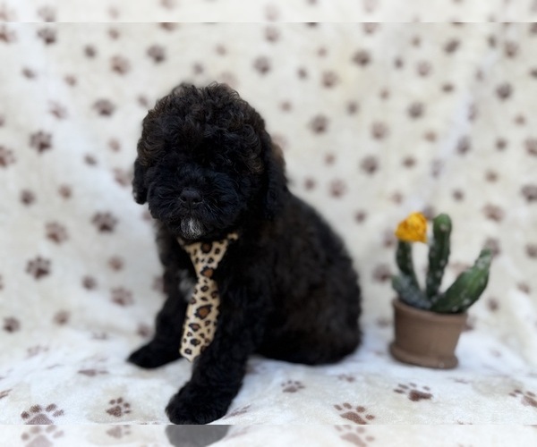Medium Photo #5 Shih-Poo Puppy For Sale in LAKELAND, FL, USA