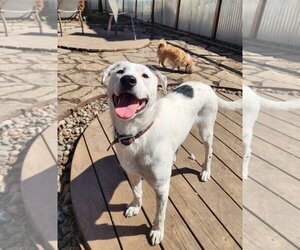 Labrador Retriever Dogs for adoption in Maple Grove, MN, USA