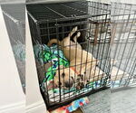 Small #4 Labrador Retriever Mix