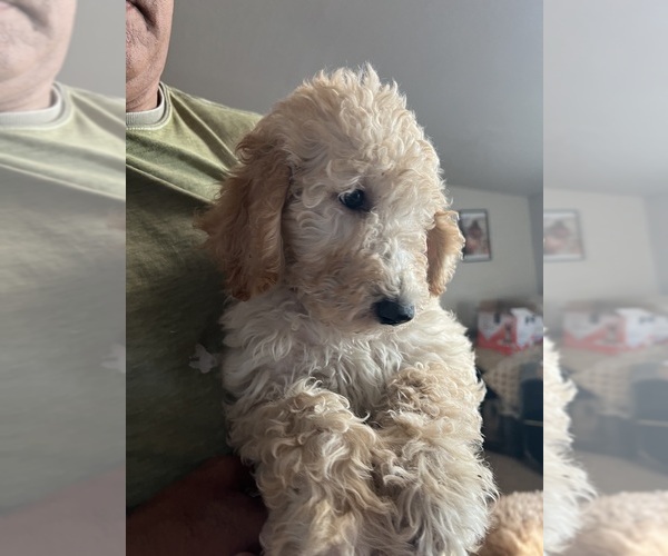 Medium Photo #1 Poodle (Standard) Puppy For Sale in FOUNTAIN, CO, USA
