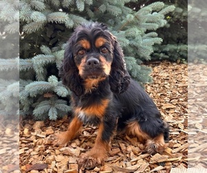 Mother of the Cocker Spaniel puppies born on 04/11/2025