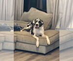 Small #3 Great Dane