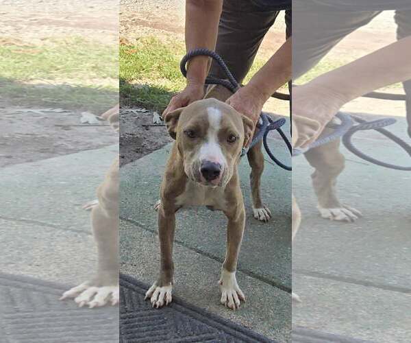 Medium Photo #1 Mutt Puppy For Sale in Rustburg, VA, USA