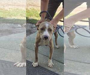 Mutt Dogs for adoption in Rustburg, VA, USA