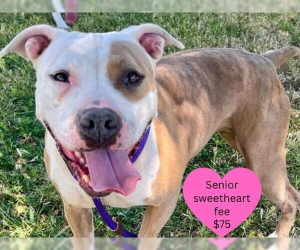 Medium Photo #3 American Pit Bull Terrier-Unknown Mix Puppy For Sale in Santa Cruz, CA, USA