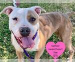 Small #2 American Pit Bull Terrier Mix