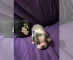 Small Photo #7 Faux Frenchbo Bulldog Puppy For Sale in BREMERTON, WA, USA