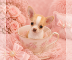 Financing - Female Chihuahua Puppy for Sale - Photo #3