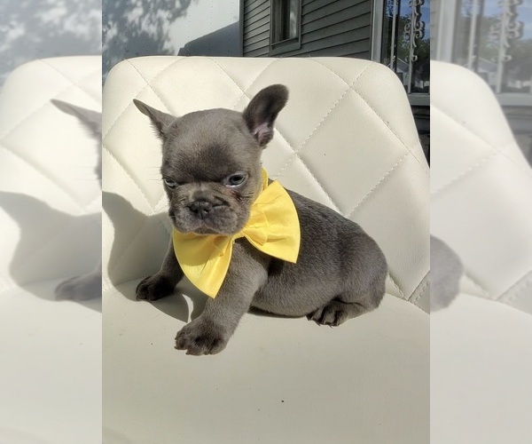 Medium Photo #1 French Bulldog Puppy For Sale in BEECH GROVE, IN, USA