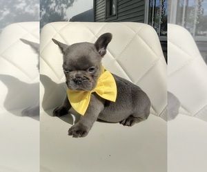 French Bulldog Puppy for sale in BEECH GROVE, IN, USA
