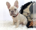 Small #5 French Bulldog