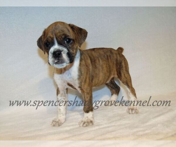 Medium Photo #3 Boxer Puppy For Sale in CABOOL, MO, USA