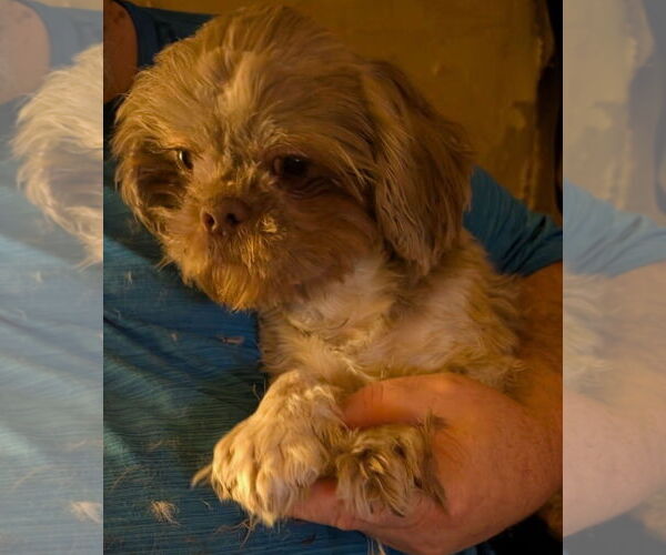 Medium Photo #2 Shih Tzu-Unknown Mix Puppy For Sale in Grafton, WI, USA